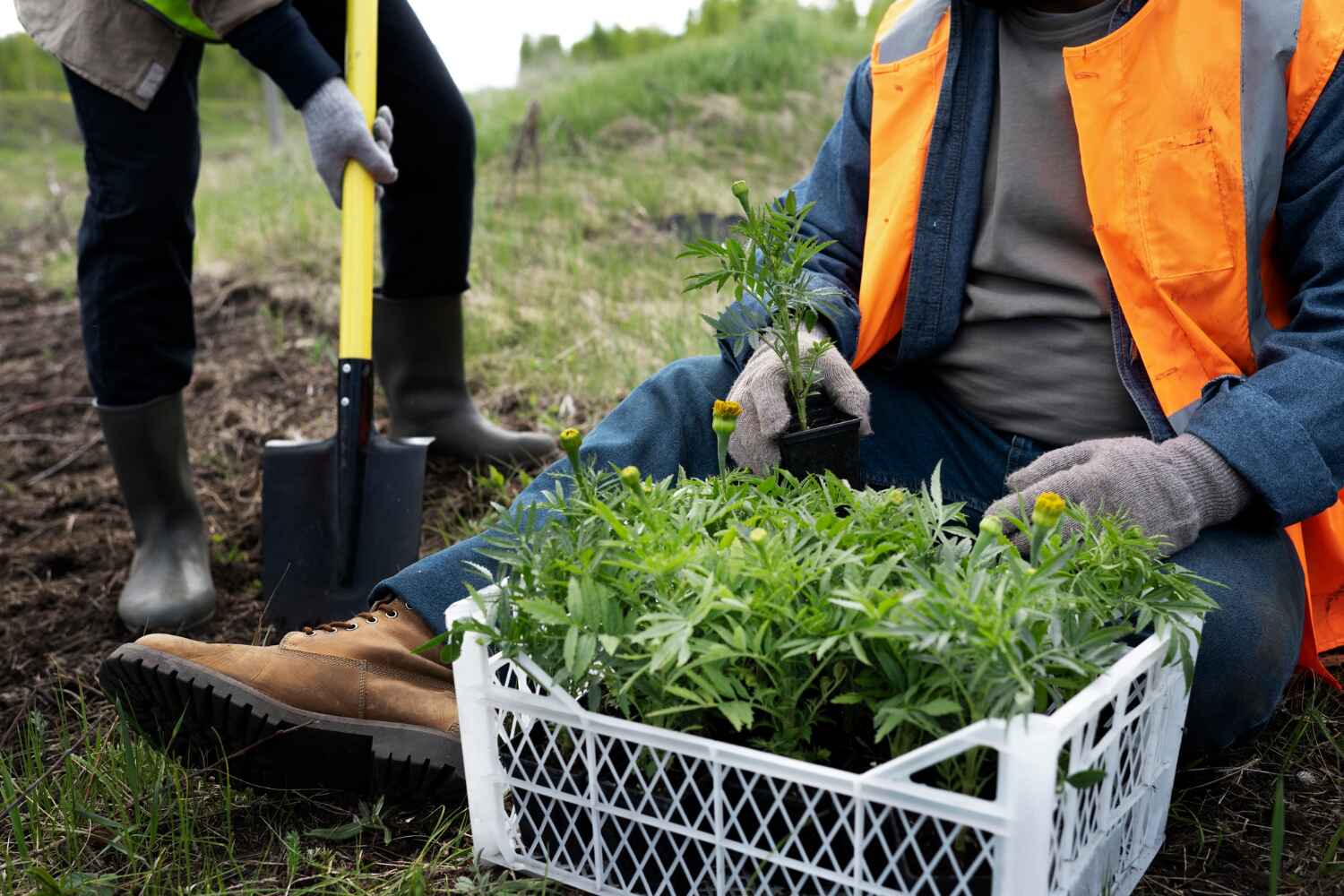 Best Tree Removal Near Me  in Hanover, MN